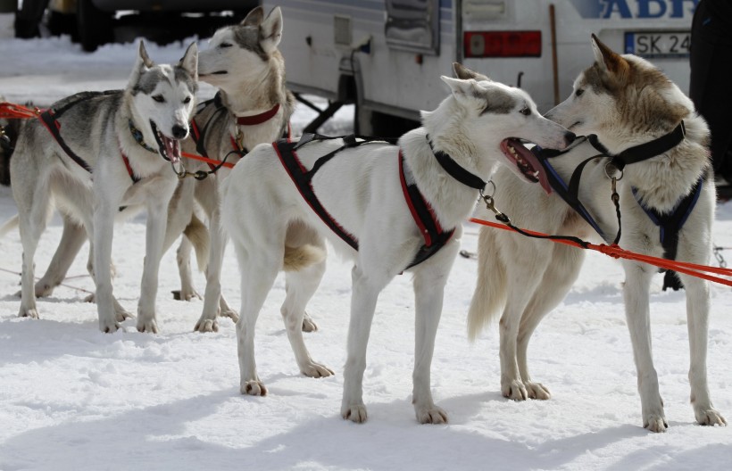 雪地上的雪橇犬图片