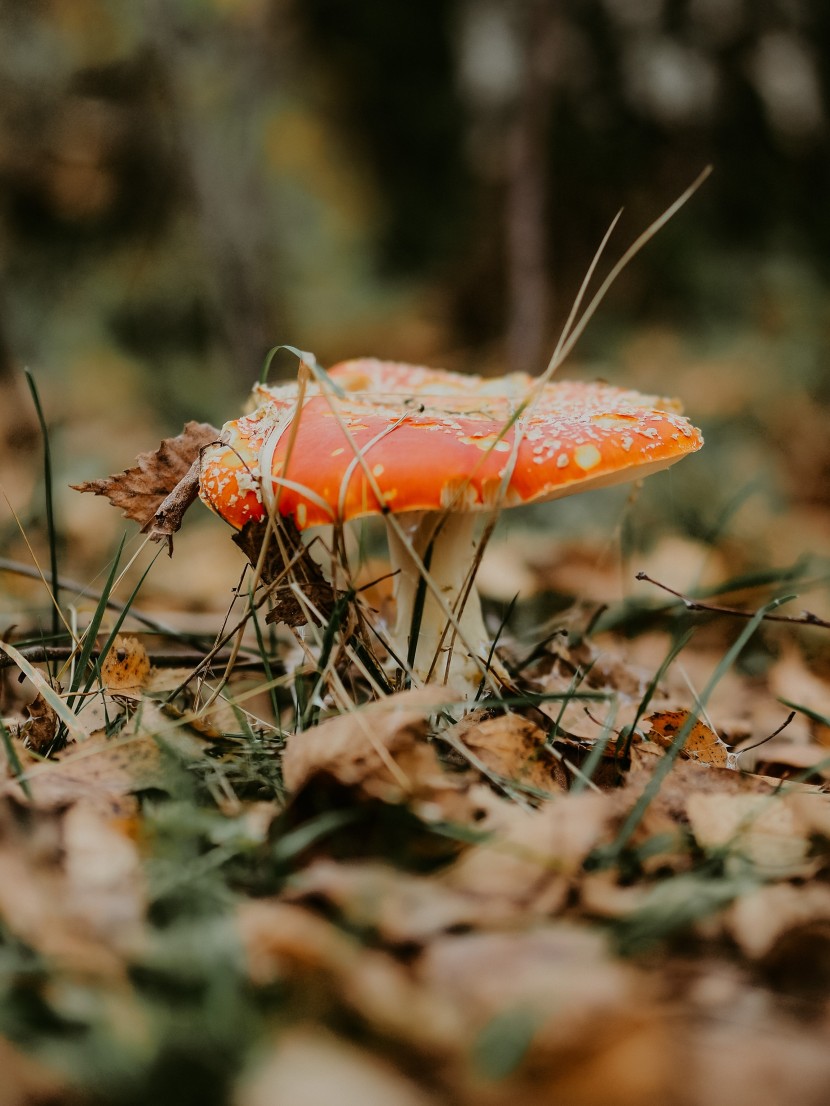 森林里的紅色毒蠅傘蘑菇圖片