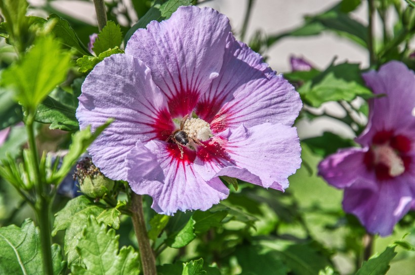 各种颜色盛开的芙蓉花图片