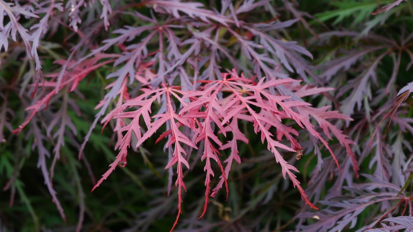 秋天紅色的楓葉圖片