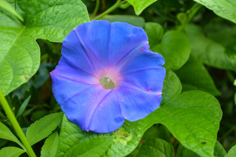 多彩的牵牛花图片