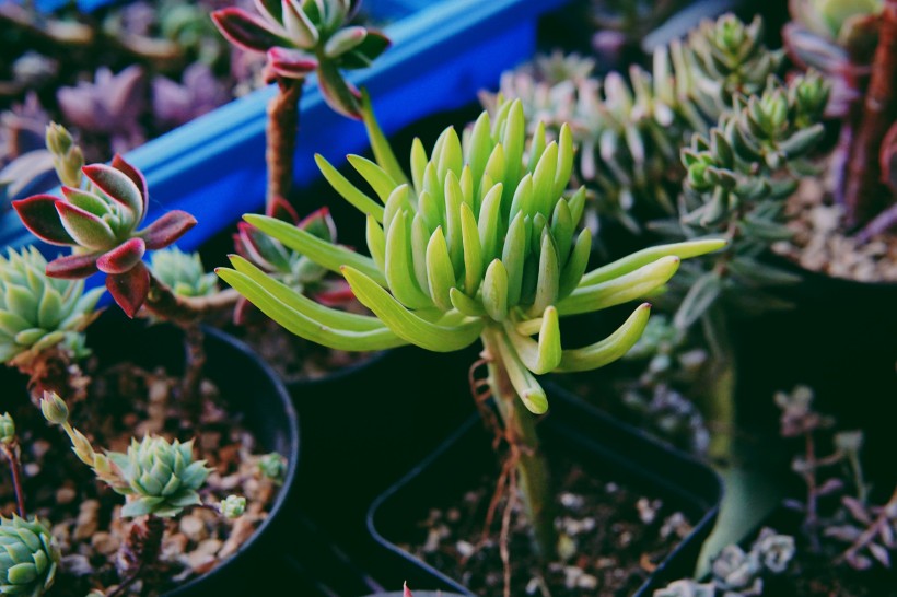 綠色可愛的多肉植物圖片