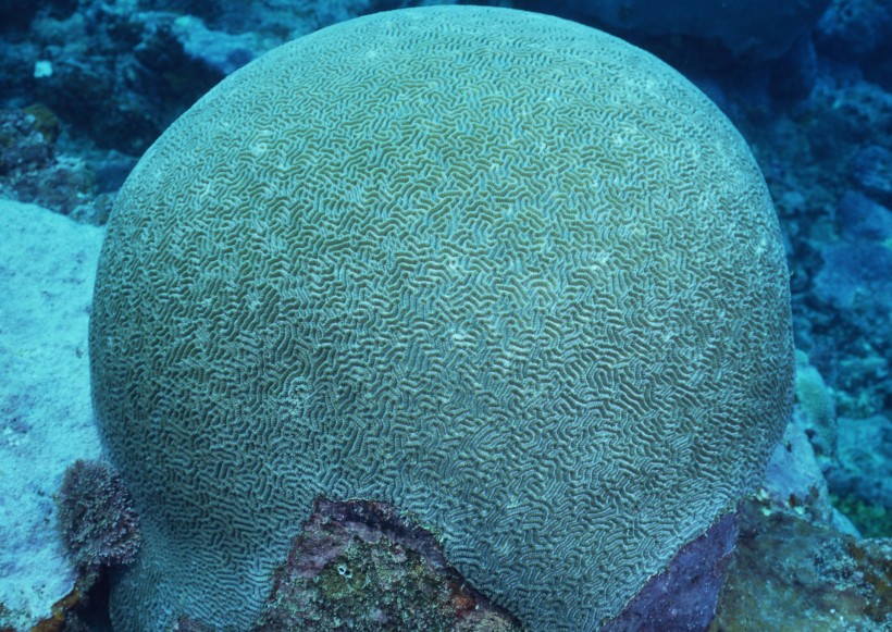 奇幻的海底生物图片