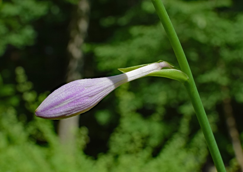 紫色唯美玉簪花圖片