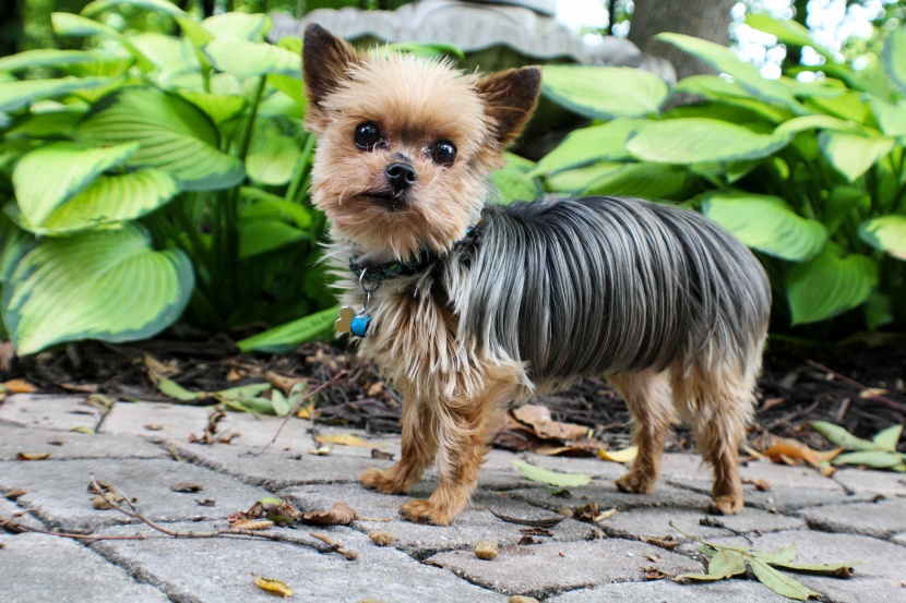 嬌小活潑的約克夏梗犬圖片