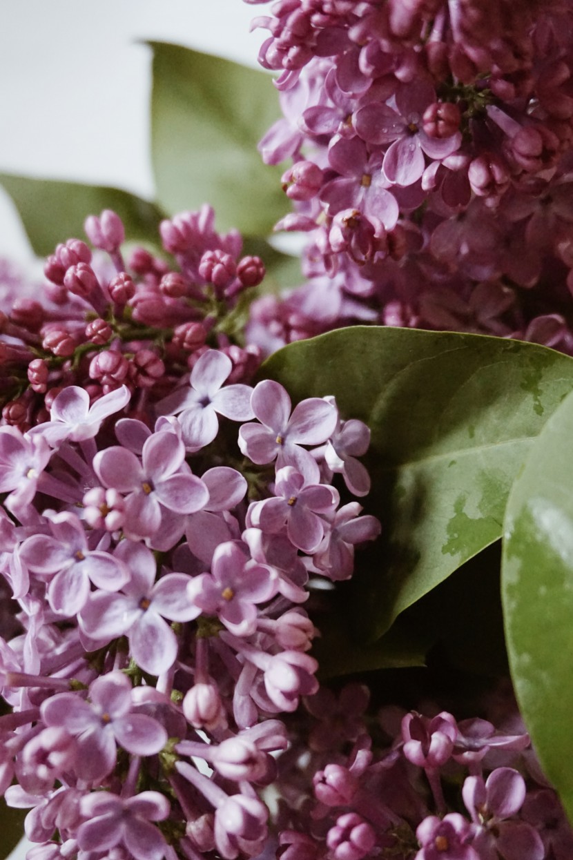 芳香宜人的丁香花图片