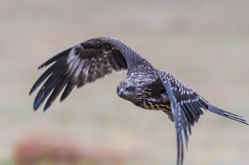 黑耳鳶鳥類圖片