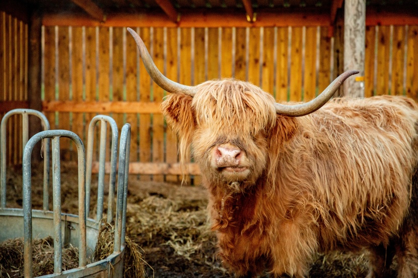 毛茸茸的苏格兰高地牛图片