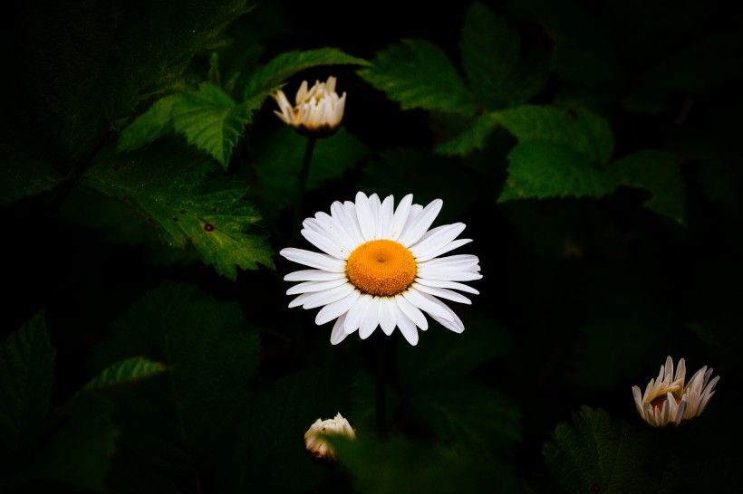 白色淡雅的雛菊花圖片