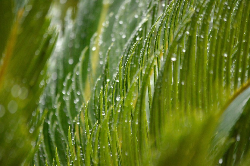 雨后的绿色植物图片