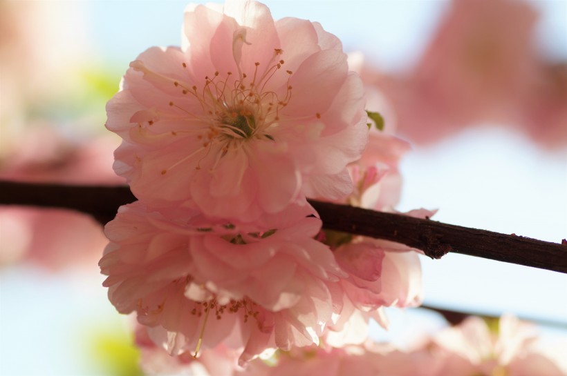 花團(tuán)錦簇的杏花圖片