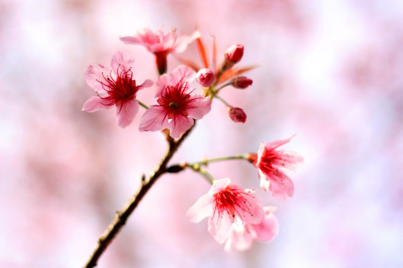 生機(jī)勃勃燦爛盛開(kāi)的櫻花圖片