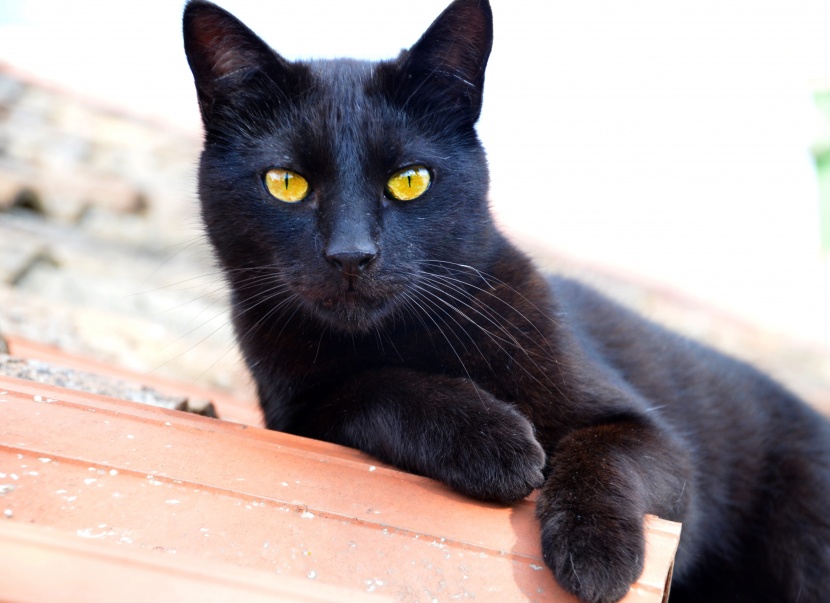 神秘独特的黑猫图片