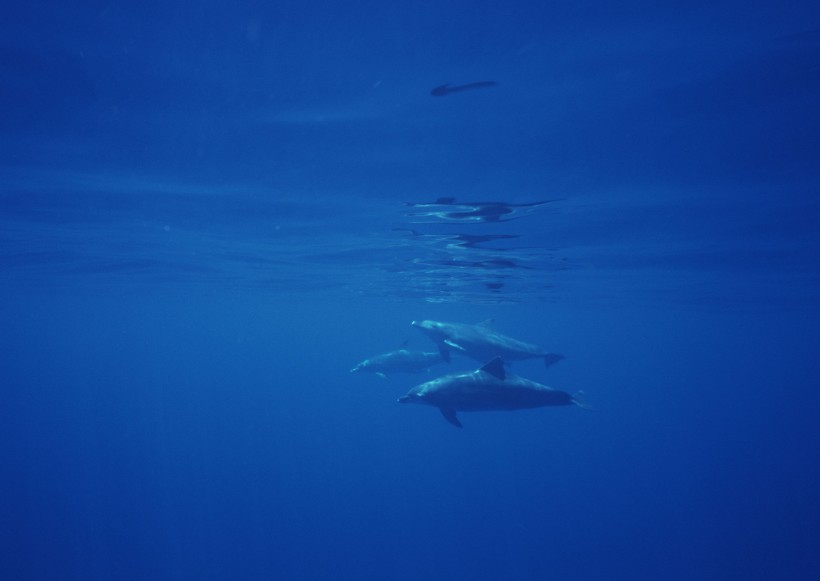 海底生物图片