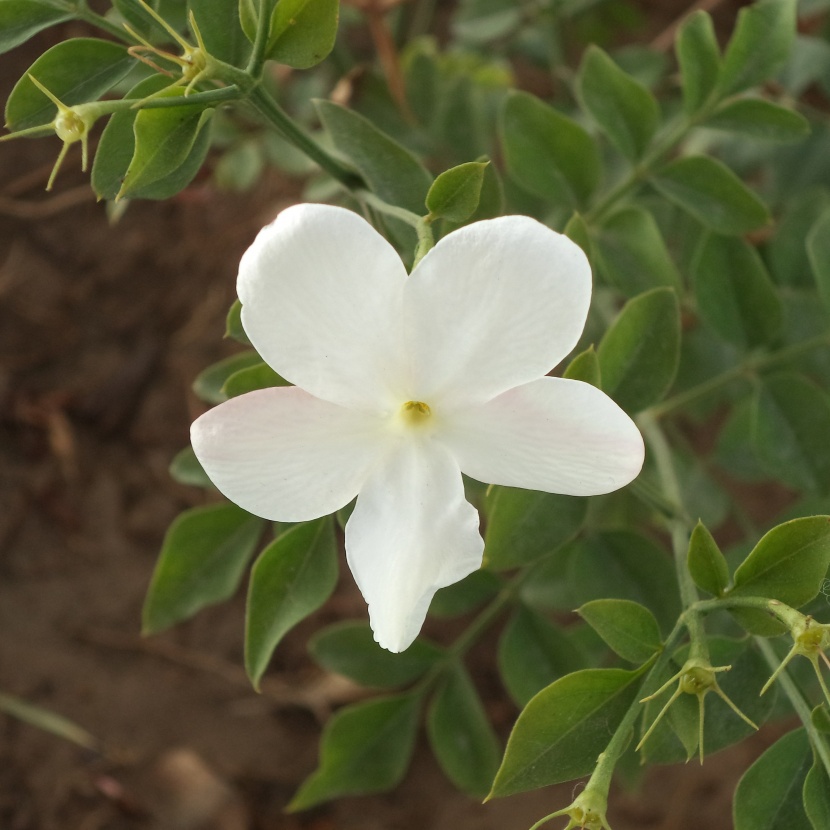 芳香潔白的茉莉花圖片