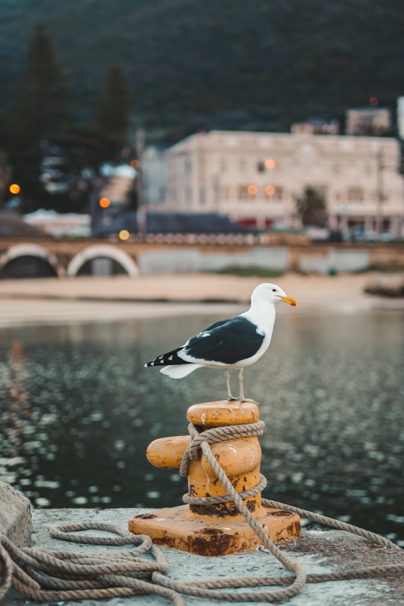 海鸥的特写图片