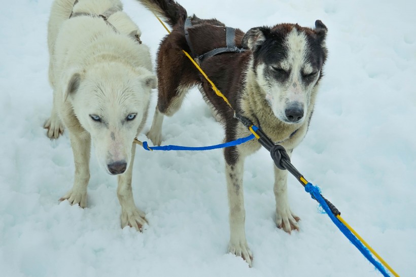 雪地上的雪橇犬图片