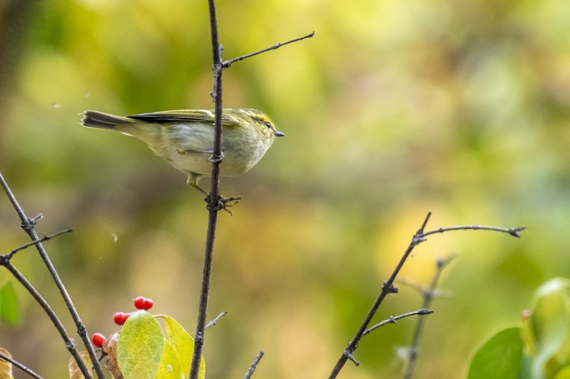 黃眉柳鶯鳥類圖片