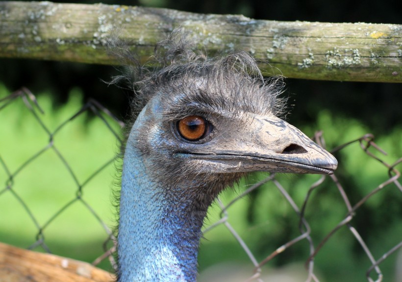 世界上最大的鳥類鴕鳥圖片