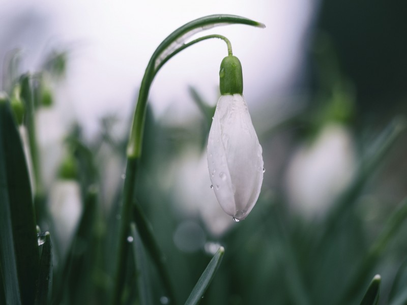 潔白唯美的雪花蓮圖片