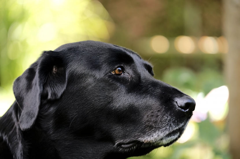 黑色的拉布拉多猎犬图片