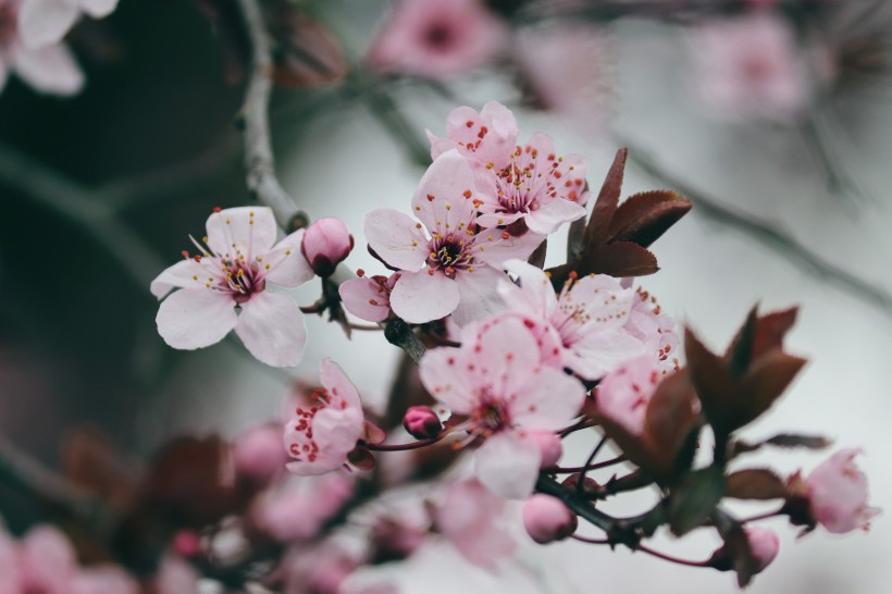 粉嫩娇俏的樱花图片