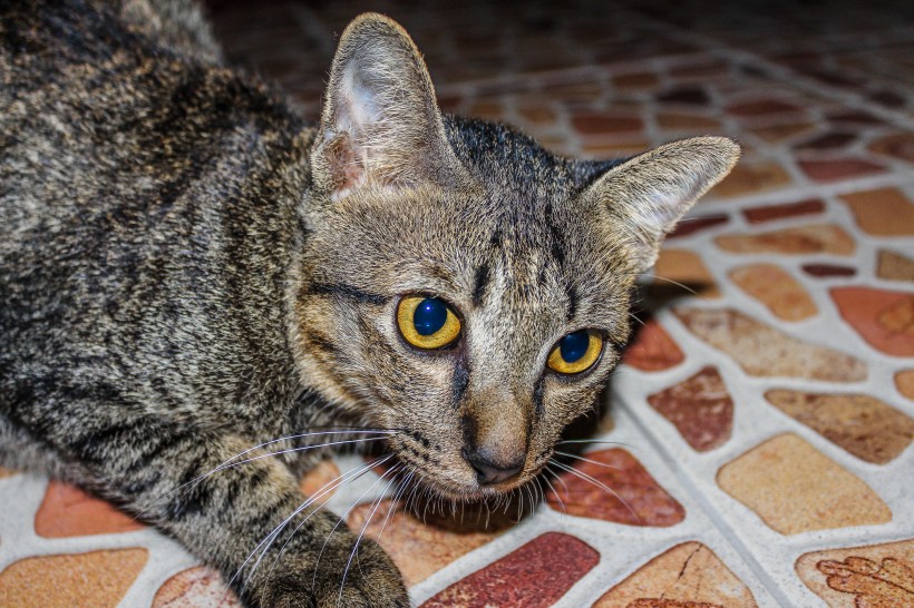 一只灰色的小猫特写图片