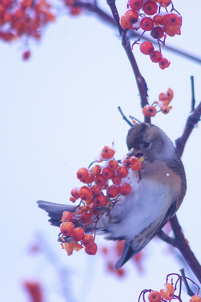 冬天一只鳥兒在摘紅果圖片