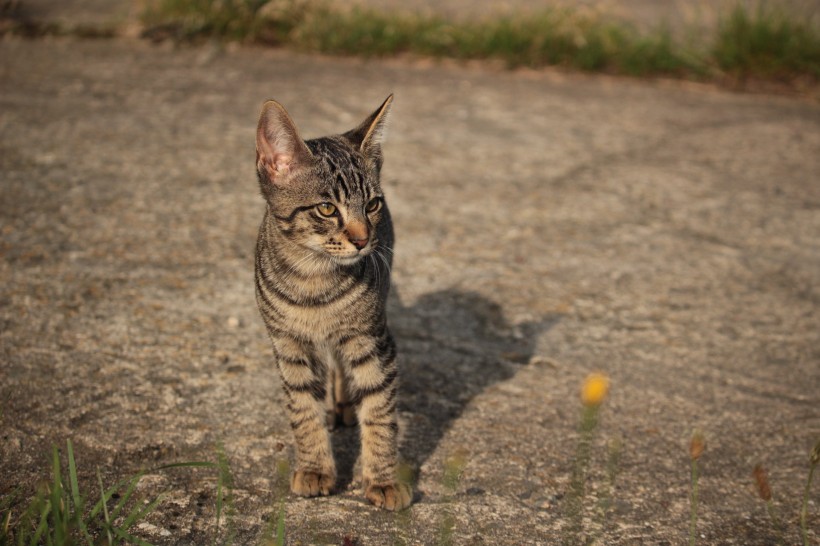 乖巧呆萌的小猫咪图片