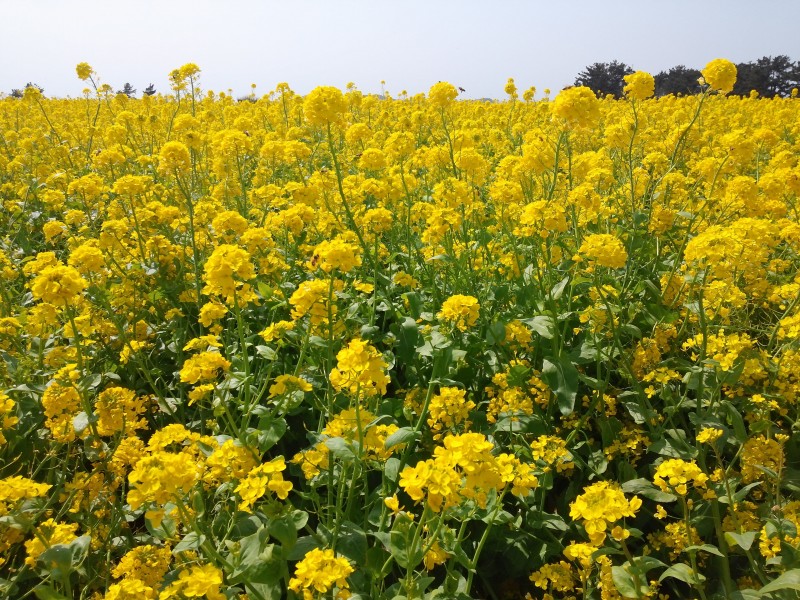 一片金黄色的油菜花田图片