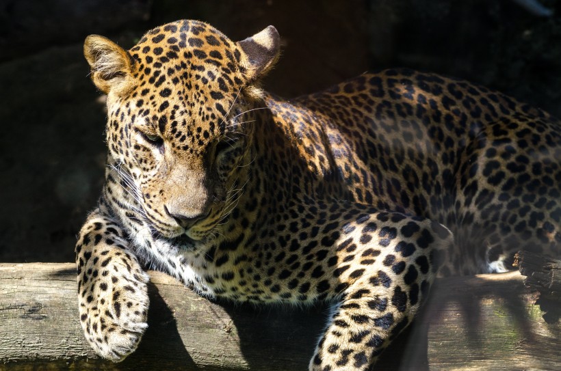 動物園里的獵豹圖片