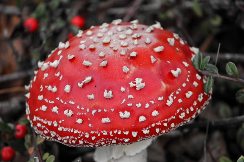 紅色的毒鵝膏菌圖片