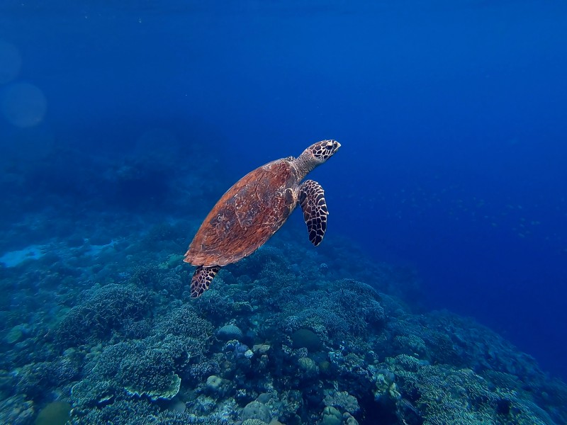 海中暢游的海龜圖片