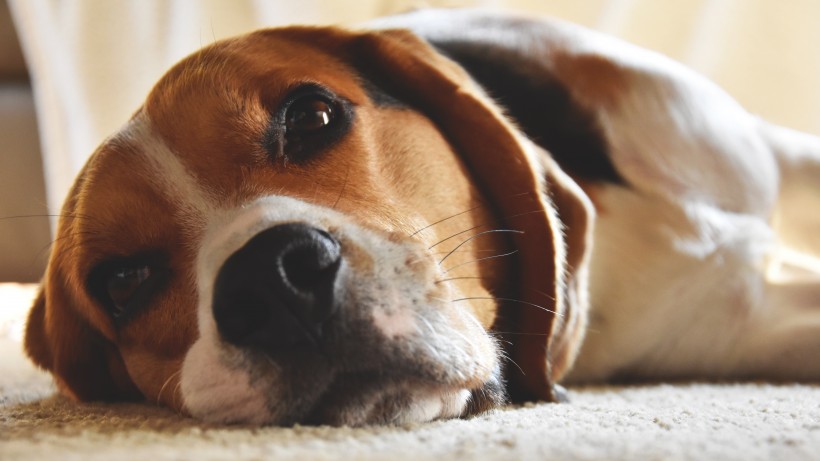 可爱的米格鲁猎兔犬头部图片