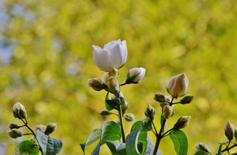 清新淡雅的茉莉花圖片