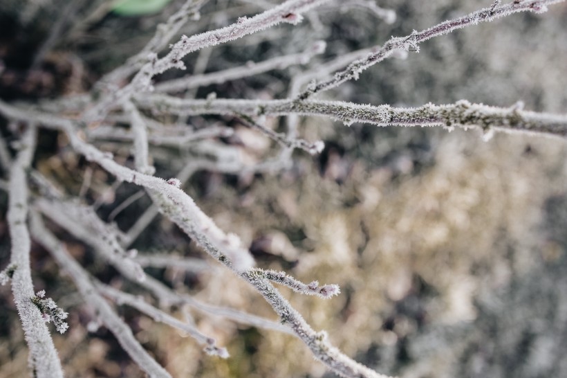 冰雪覆盖的植物图片