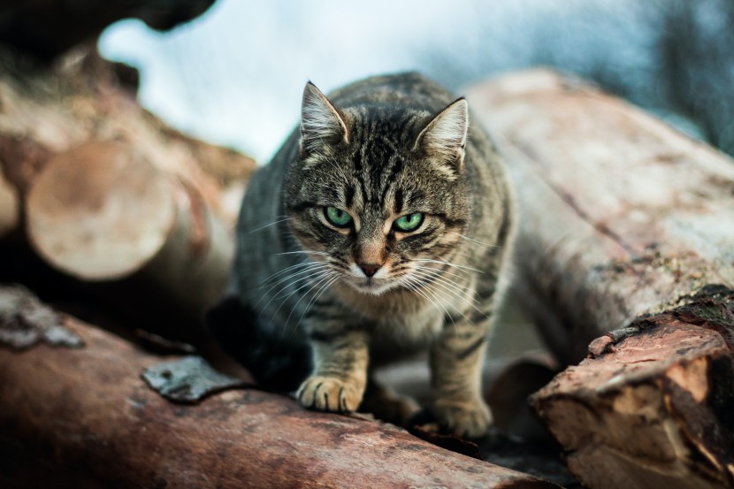 生气发怒的猫咪图片