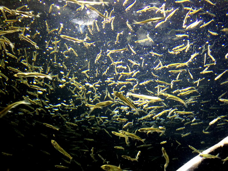 海底數(shù)量龐大的魚群圖片