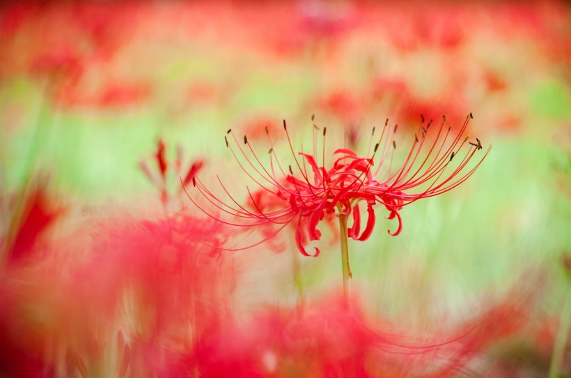 紅色曼珠沙華特寫圖片