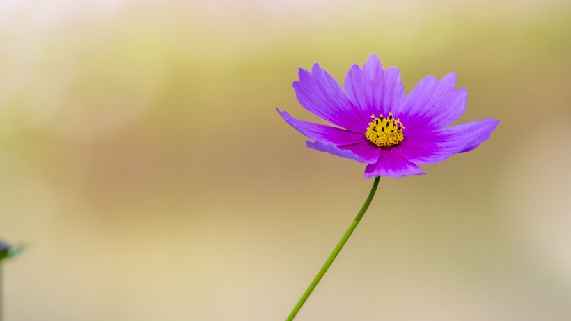 唯美淡雅的格桑花图片