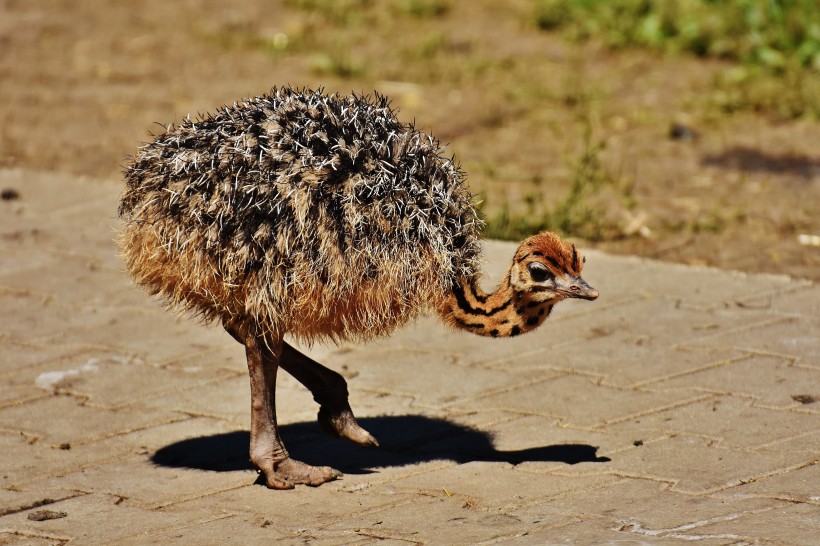 世界最大的鳥類鴕鳥圖片