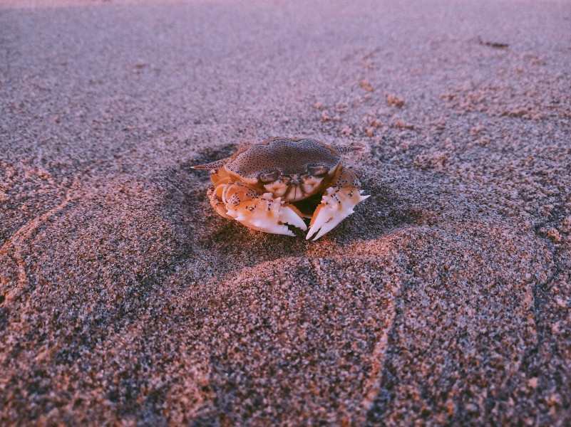 海灘上霸道橫行的螃蟹圖片