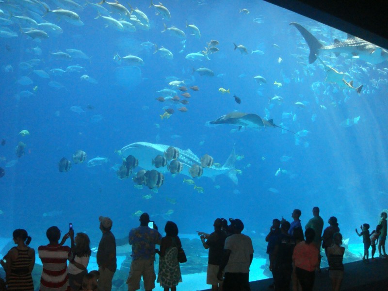 奇妙的水族馆图片