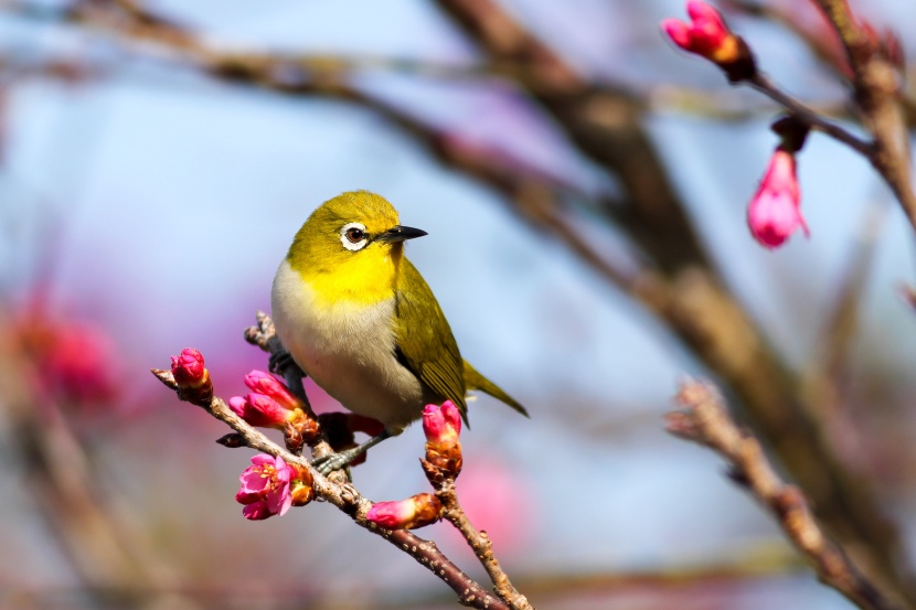 鳴聲婉轉(zhuǎn)悠揚(yáng)的繡眼鳥圖片