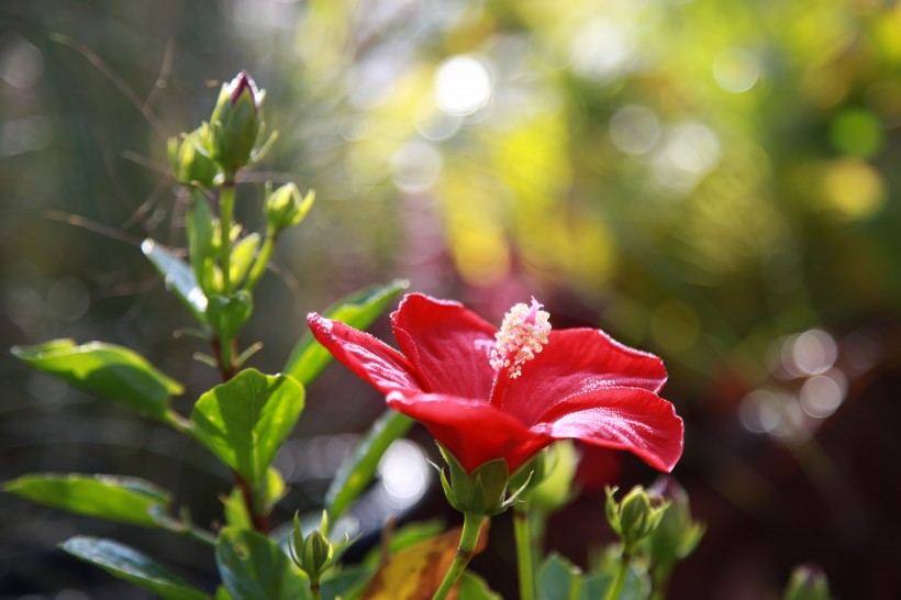 纤细清新的芙蓉花图片