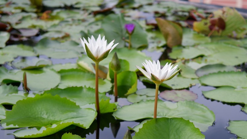 花朵柔美的睡蓮圖片