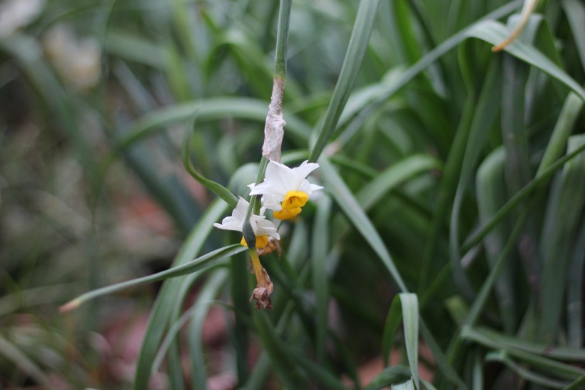 短蕊石蒜花圖片