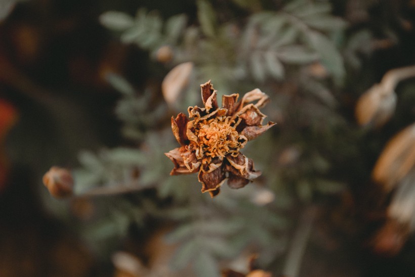 优雅漂亮的干花图片