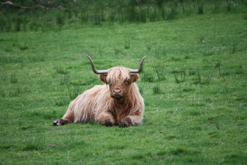 毛茸茸的苏格兰高地牛图片
