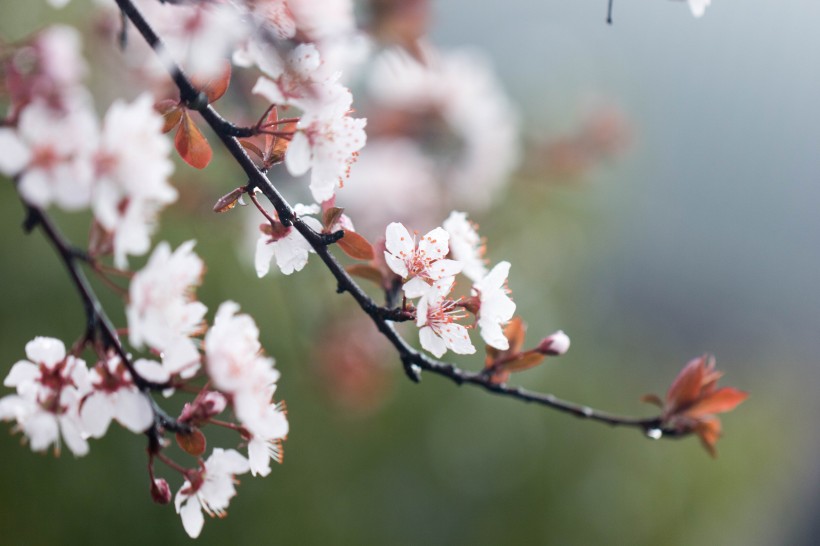 淡粉色樱花图片